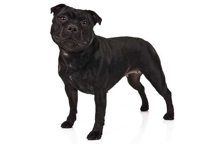 تصویر استافوردشایر بول تریر (Staffordshire Bull Terrier)